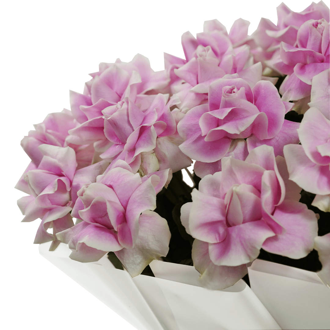 Rosa di Isabella - Buy Bouquet in Qatar | 24 Hour Flower