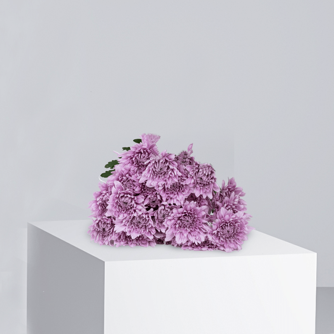 Lisa Pink Chrysanthemum - Buy Wholesale Flowers in Qatar | 24 Hour Flower