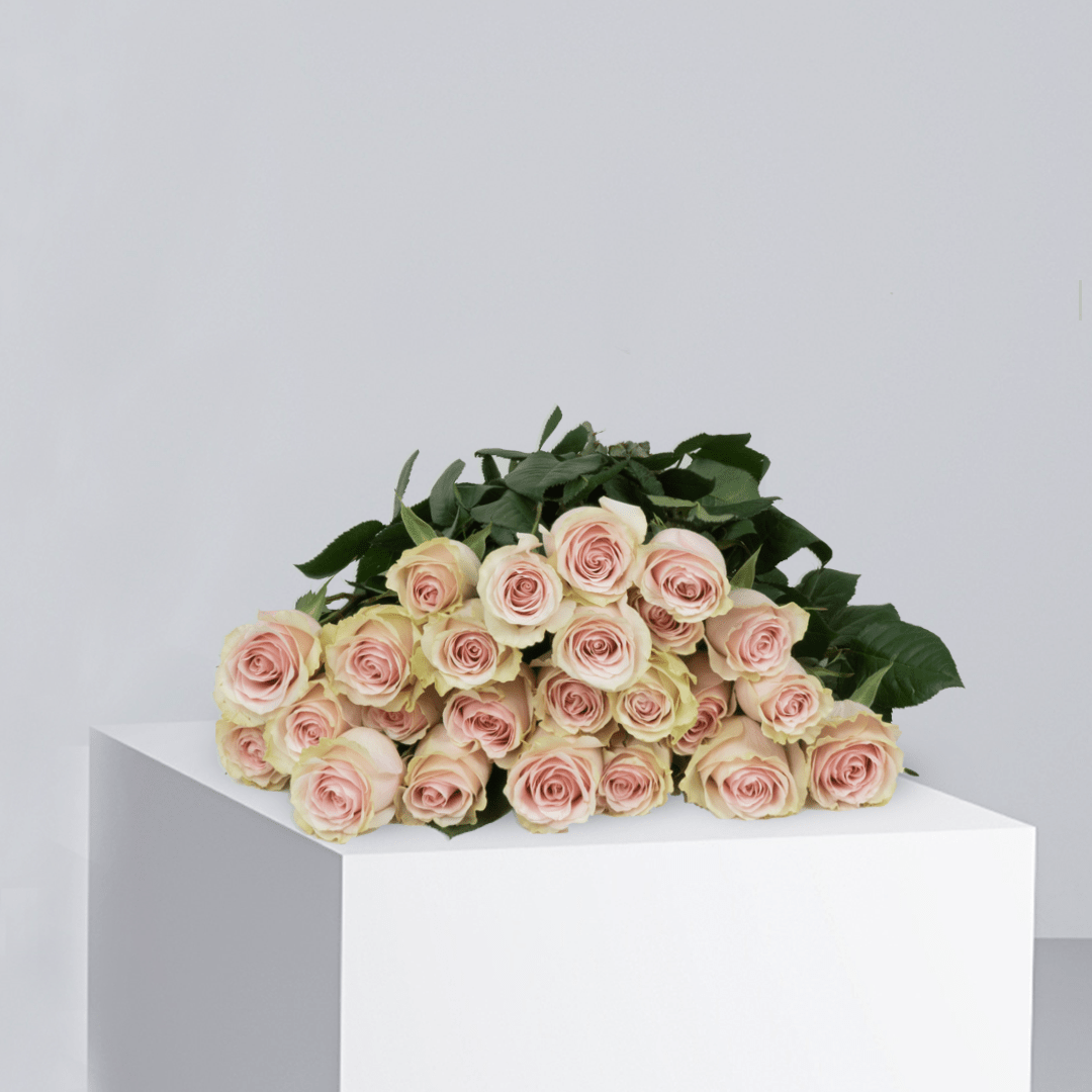 Novia Rose - Buy in Qatar | 24 Hour Flower