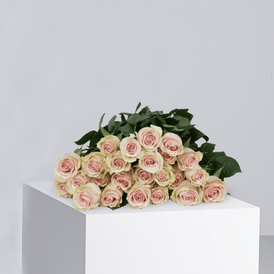 Novia Rose - Buy in Qatar | 24 Hour Flower