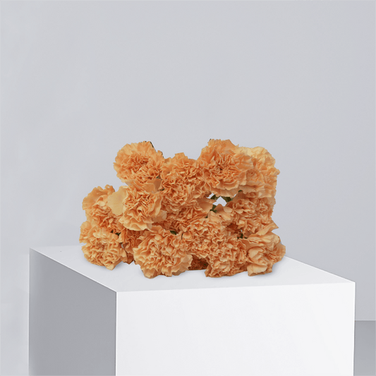 Orange Carnation