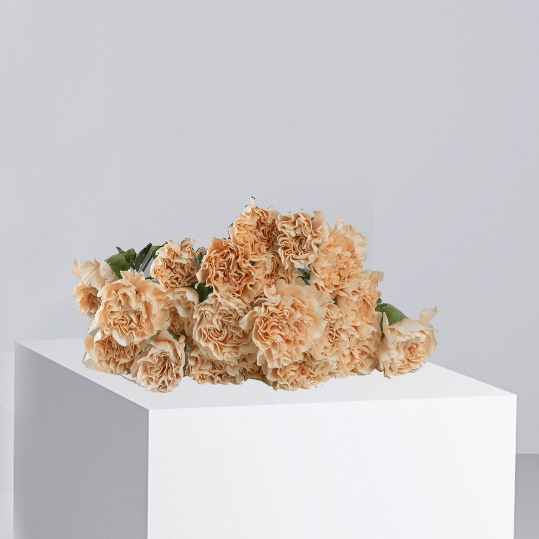 Peach Carnation - Buy Wholesale Flowers in Qatar | 24 Hour Flower