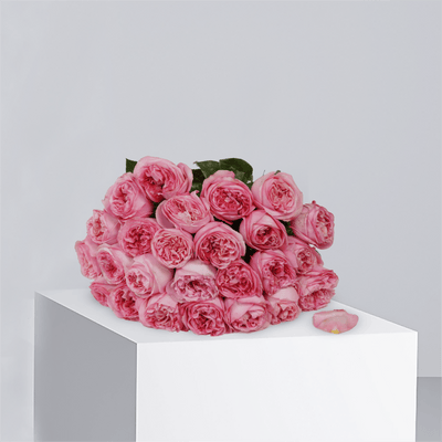 Peony Roses - Buy Wholesale Flowers in Qatar | 24 Hour Flower