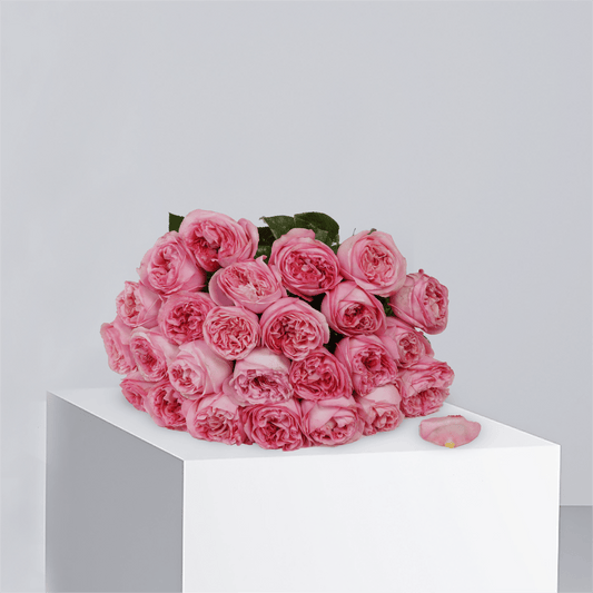 Peony Roses