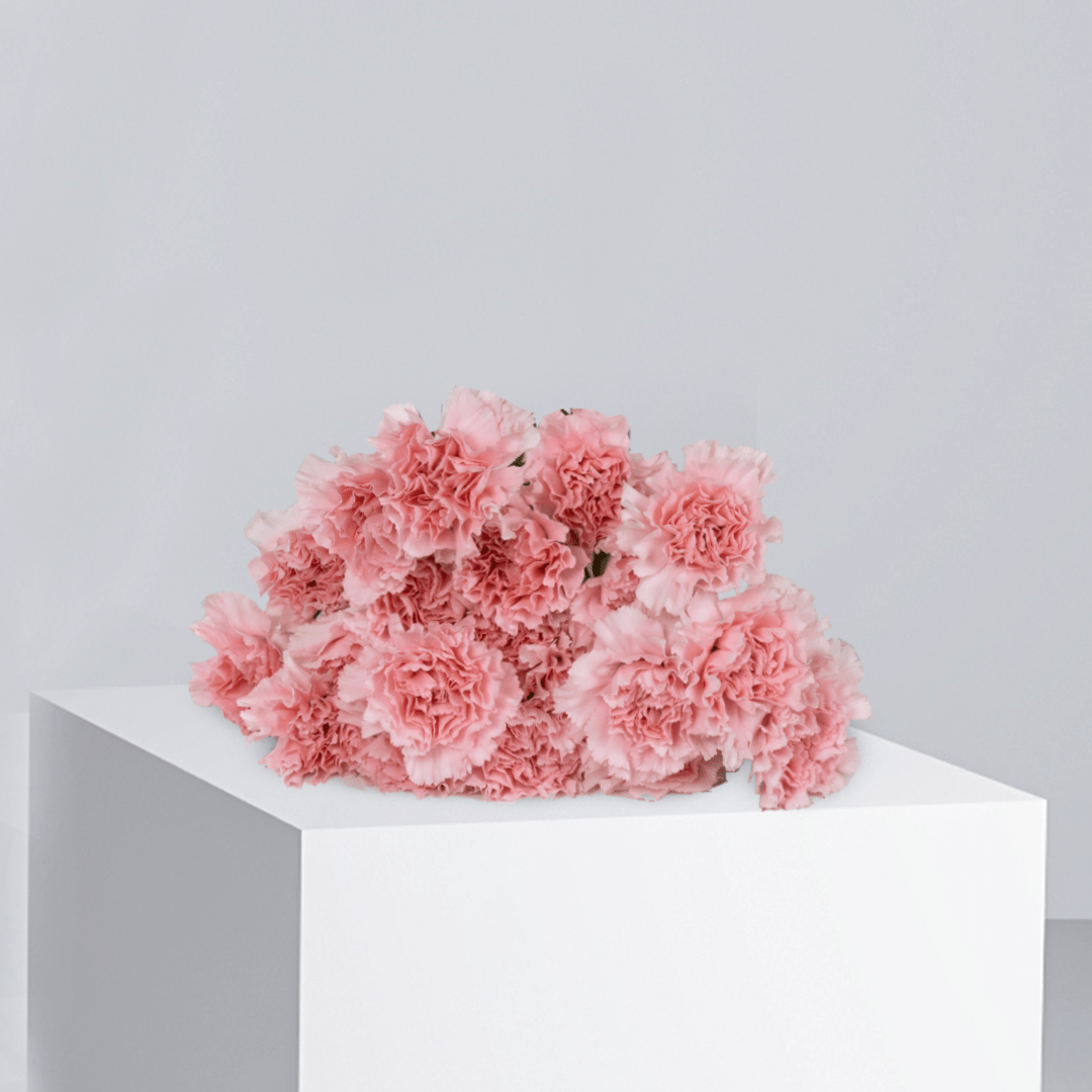 Pink Carnation - Buy Wholesale Flowers in Qatar | 24 Hour Flower