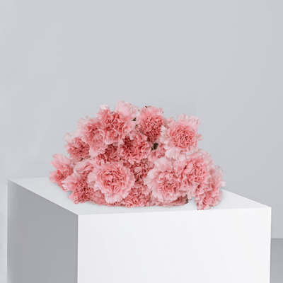 Pink Carnation - Buy Wholesale Flowers in Qatar | 24 Hour Flower