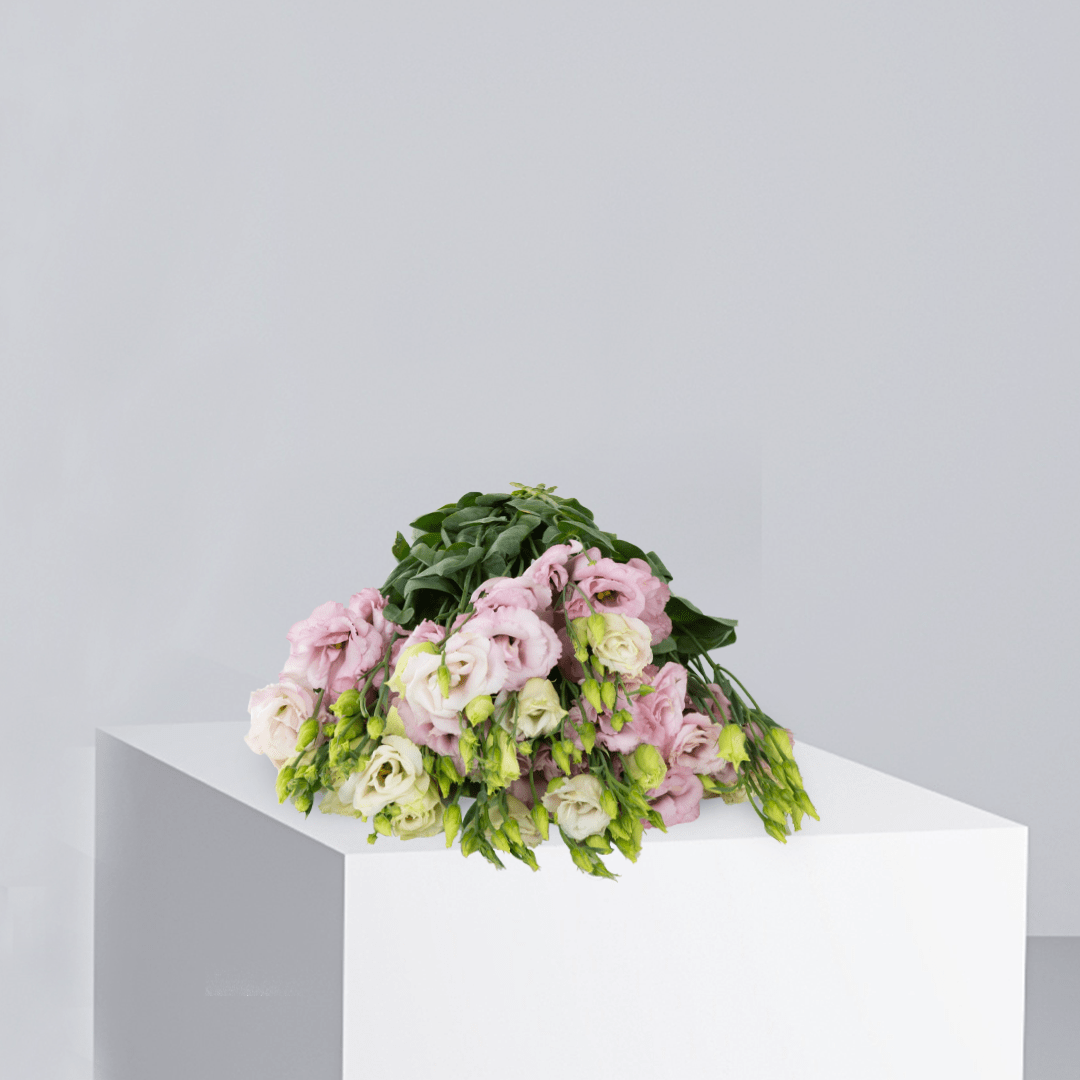 Pink Eustoma - Buy Wholesale Flowers in Qatar | 24 Hour Flower