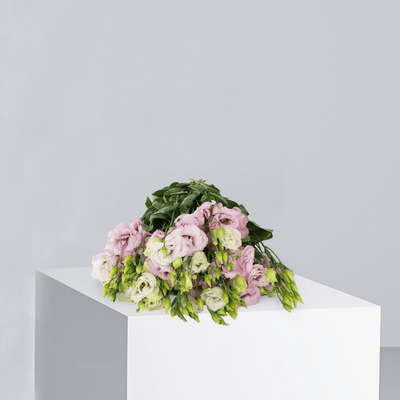 Pink Eustoma - Buy Wholesale Flowers in Qatar | 24 Hour Flower