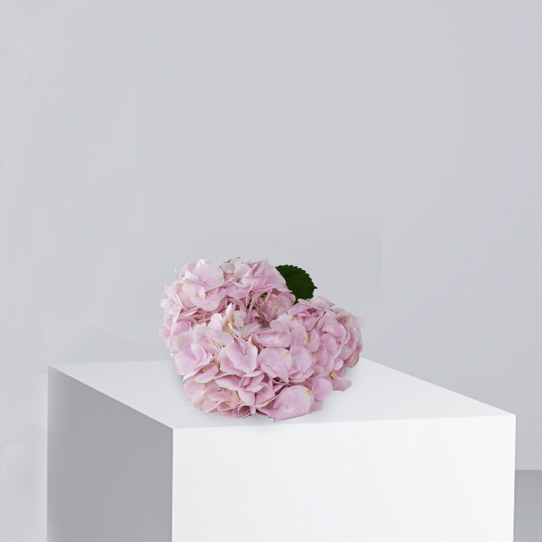 Pink Hydrangea - Buy Wholesale Flowers in Qatar | 24 Hour Flower