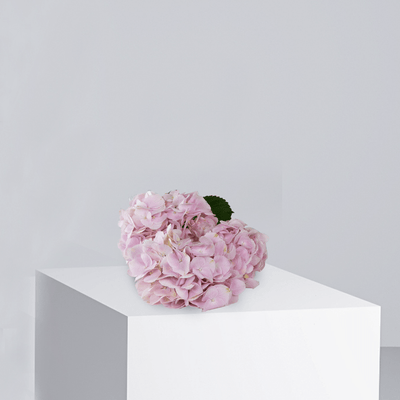 Pink Hydrangea - Buy Wholesale Flowers in Qatar | 24 Hour Flower