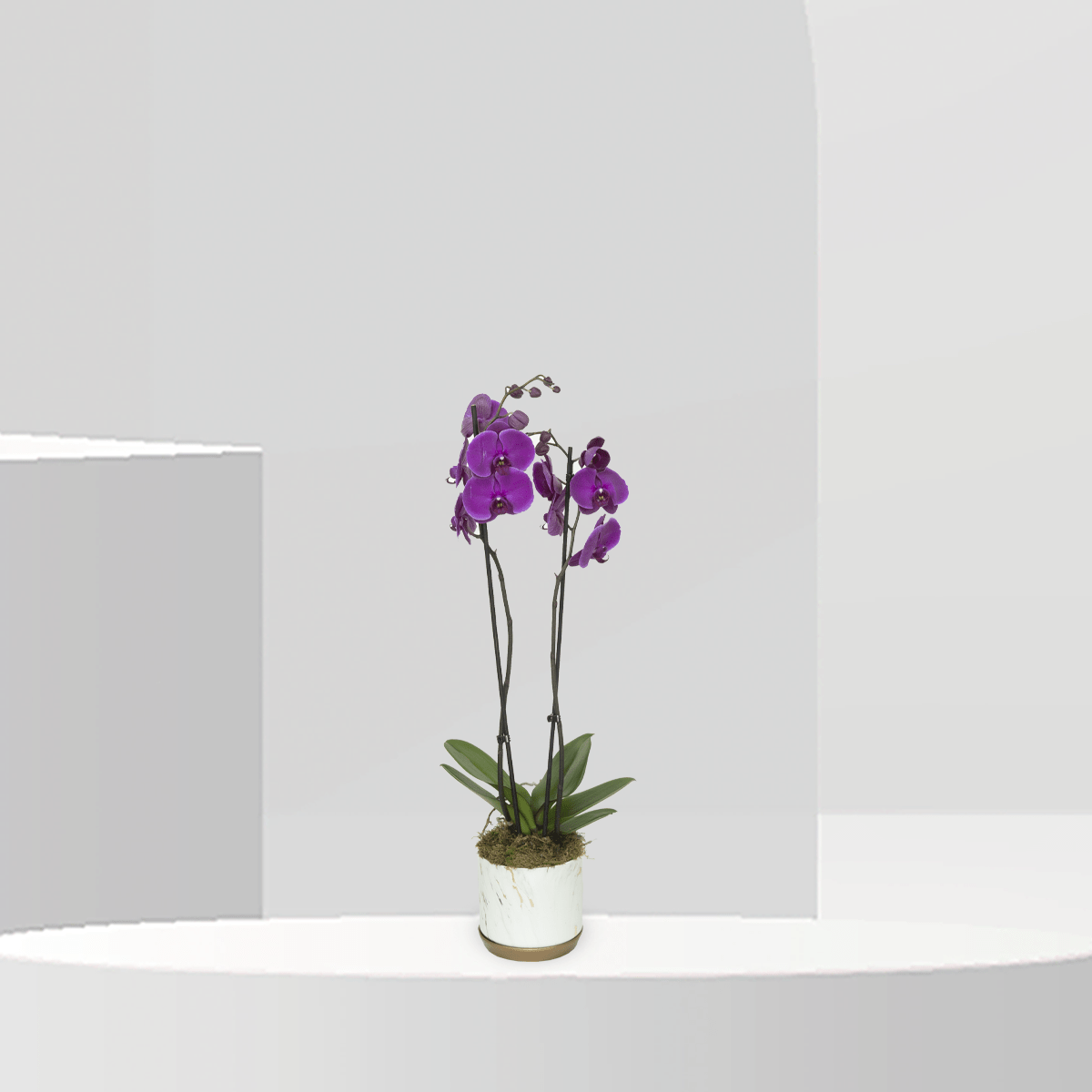 Plantita Orchidia Purple - Buy Vase in Qatar | 24 Hour Flower