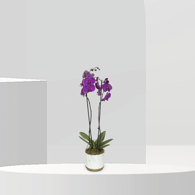 Plantita Orchidia Purple - Buy Vase in Qatar | 24 Hour Flower