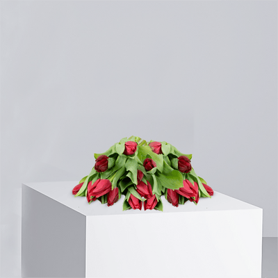 Premium Red Tulips - Buy Wholesale Flowers in Qatar | 24 Hour Flower