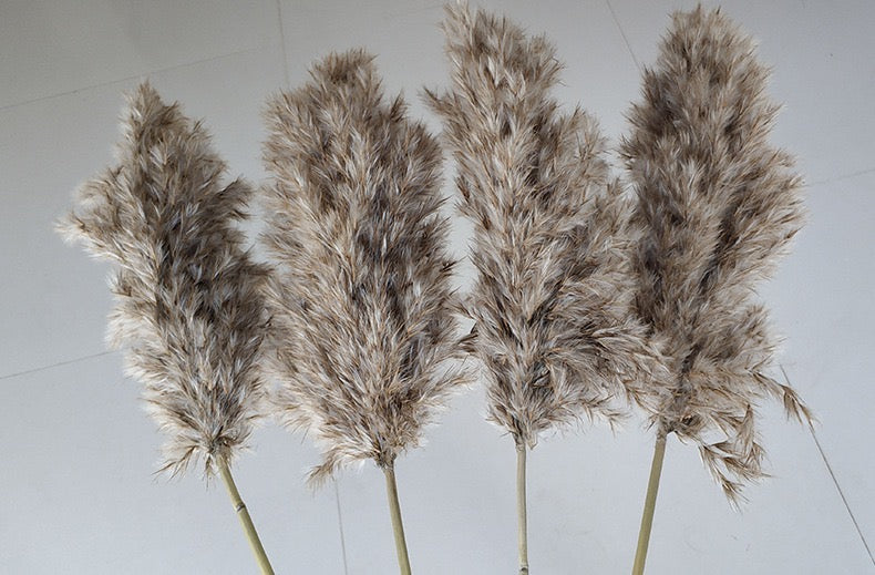 Wild Pampas 55 CM