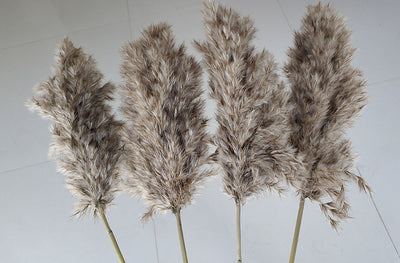 Wild Pampas 55 CM