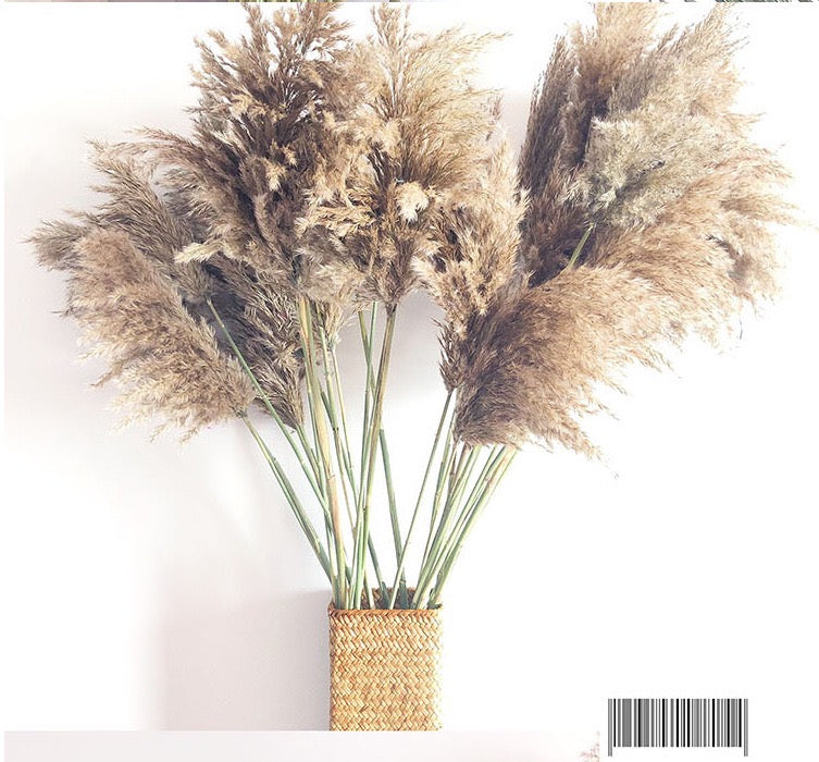 Wild Pampas 70cm