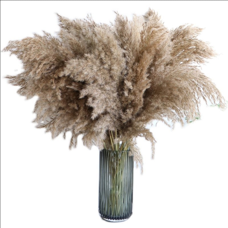 Wild Pampas 55cm