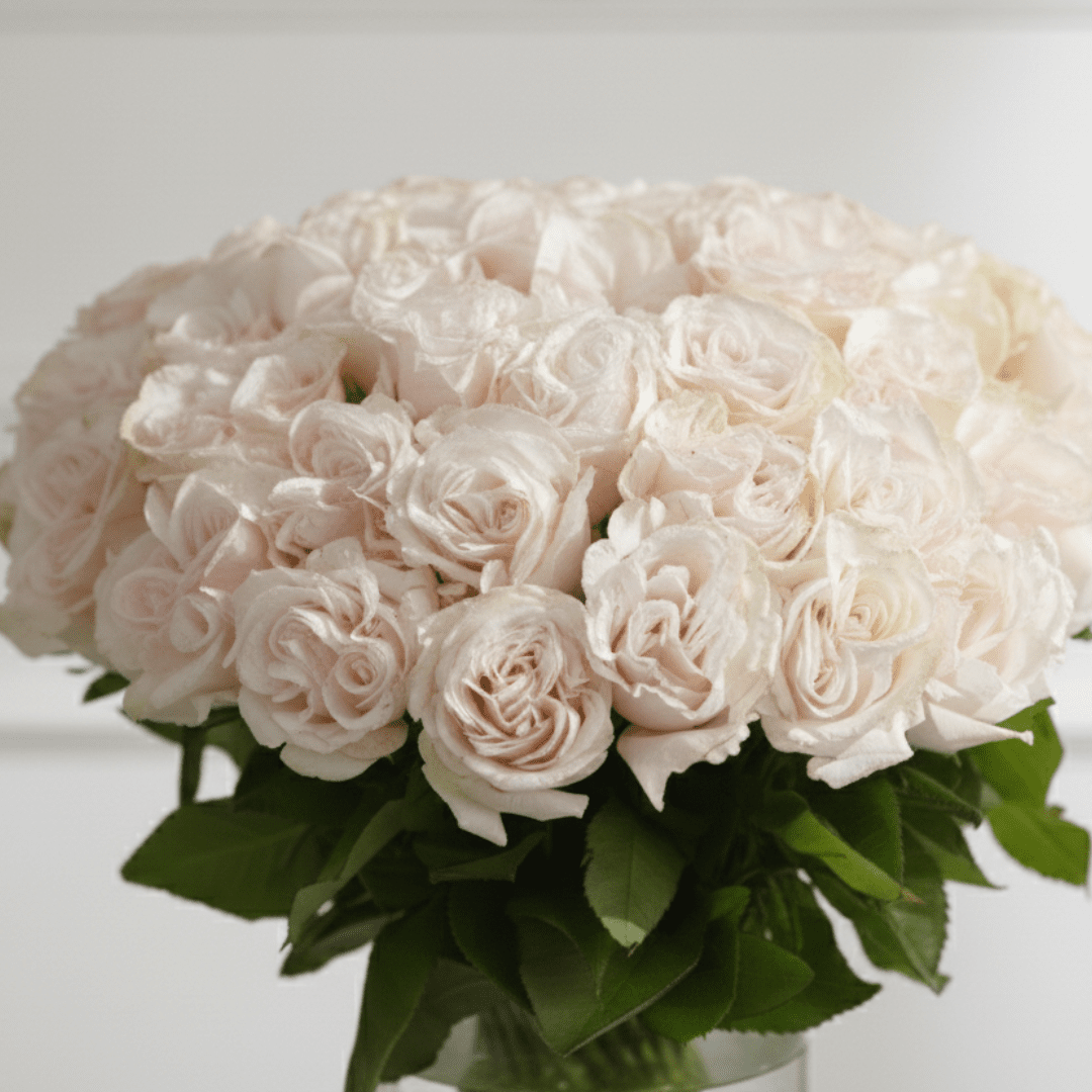 Pristine Delight - Buy in Qatar | 24 Hour Flower