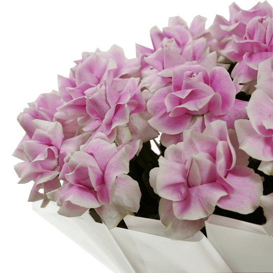Rosa di Isabella - THF1011