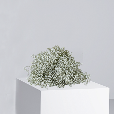 Gypsophila