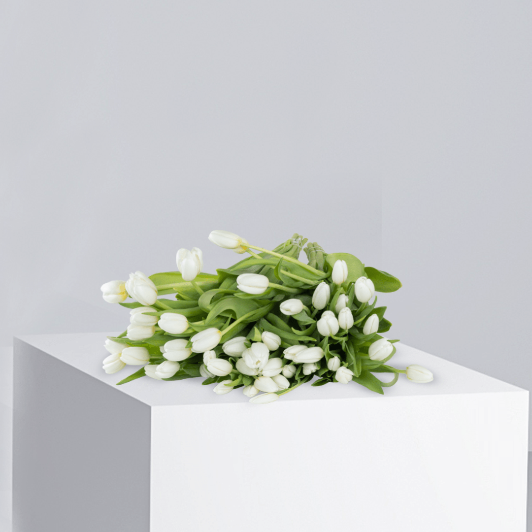 Holland White Tulips - Buy Wholesale Flowers in Qatar | 24 Hour Flower