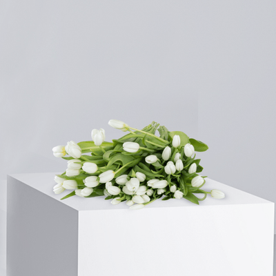 Holland White Tulips - Buy Wholesale Flowers in Qatar | 24 Hour Flower