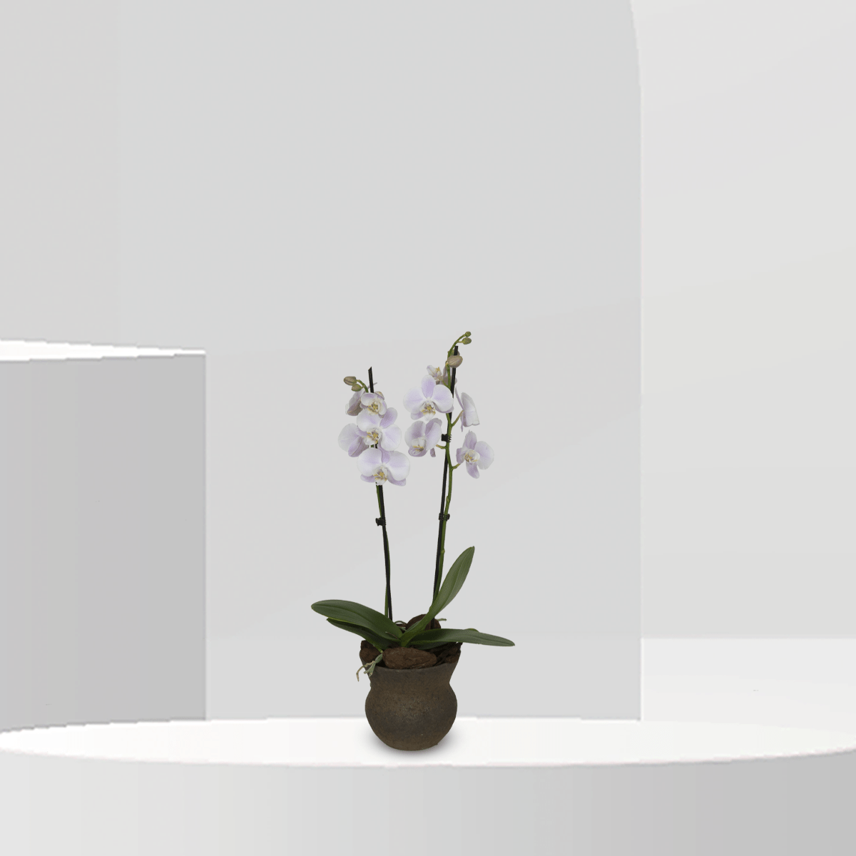 Vintage Orchid - Buy Vase in Qatar | 24 Hour Flower